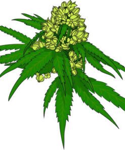 Senaste Cannabis uppdaterad stam